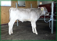 Kalb mit Darmverschluss