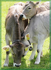 K&auml;lber auf Weide