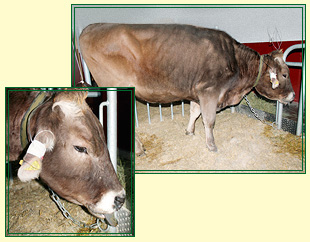Rind mit Listeriose vor der Behandlung