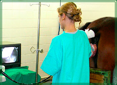 Pferdegyn&auml;kologie Therapie