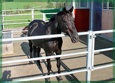 Stallung Aussenbereich