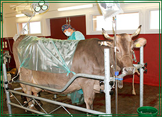 Operationsstand / Operation am Rind