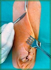 Rinderklinik Leistungen